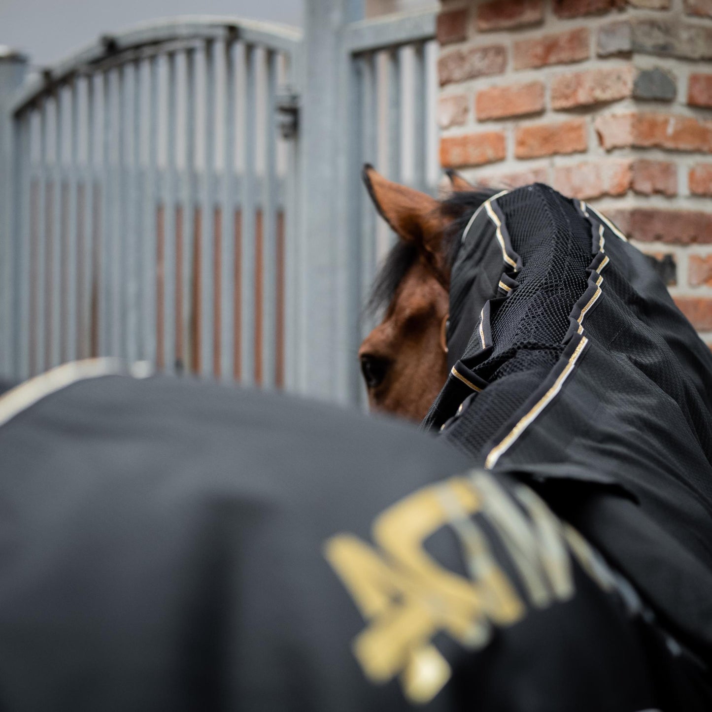 IMPULSELINE Carbon – Simply The Best – inkl. gamasjer